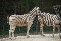 POITIERS Zoo de La PALMYRE