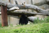 POITIERS Zoo de La PALMYRE