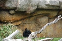POITIERS Zoo de La PALMYRE