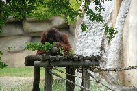 POITIERS Zoo de La PALMYRE