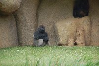 POITIERS Zoo de La PALMYRE