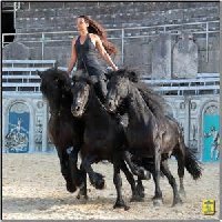 photo de la sortie Spectacle Equestre