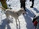 BESANCON chien de traineaux au fourgs 