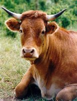 photo de la sortie Boeuf Jazz 