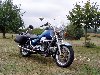 profil de guzzi