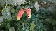 HAVRE Visite des serres aux jardins suspendus 