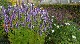 HAVRE Visite des serres aux jardins suspendus 