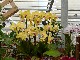 LAUSANNE Exposition d'orchidées à Bern