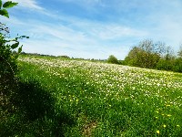 LIEGE marche ail des ours 14km 