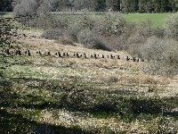 LIEGE Marche maison de 20 km à 