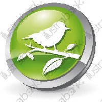 photo de la sortie Masta Oiseaux