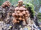 PARIS Les phytolaqueurs aux champignons