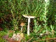 PARIS Les phytolaqueurs aux champignons
