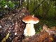 PARIS Les phytolaqueurs aux champignons