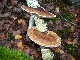 PARIS Les phytolaqueurs aux champignons