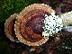 PARIS Les phytolaqueurs aux champignons