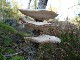 PARIS Les phytolaqueurs aux champignons