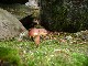 PARIS Les phytolaqueurs / vendange / champignons