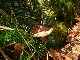 PARIS Les phytolaqueurs aux champignons