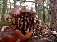 PARIS Les phytolaqueurs aux champignons