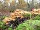 PARIS Les phytolaqueurs aux champignons
