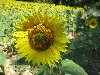 profil de Nature77