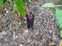 photo de la sortie Les phytolaqueurs