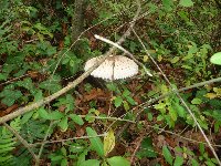 sortie Les phytolaqueurs aux champignons photo de la sortie Les phytolaqueurs aux champignons