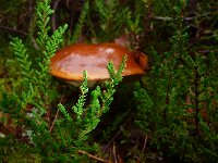 sortie Les phytolaqueurs aux champignons photo de la sortie Les phytolaqueurs aux champignons