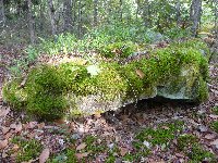 photo de la sortie Les phytolaqueurs