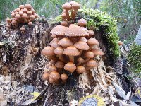 photo de la sortie Les phytolaqueurs