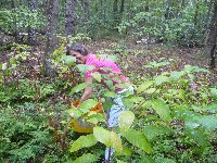 photo de la sortie Les phytolaqueurs