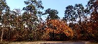 photo de la sortie Randonnée au départ de Barbizon 20/22 km.