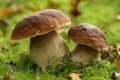 photo de la sortie F&ecirc;te du champignon
