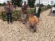 POITIERS P&eacute;tanque &agrave; POIL ou HABILLE