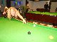 POITIERS un p'tit billard