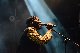 POITIERS Jimmy Cliff aux Heures Vagabondes