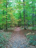 photo de la sortie Marche dans la for&ecirc;t de vouill&eacute;