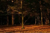 photo de la sortie Balade nocturne en mouli&egrave;re