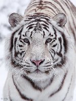 profil de Tigre
