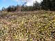 VALENCE randonn&eacute;e des jonquilles plaisir et sportive 