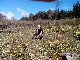 VALENCE randonn&eacute;e des jonquilles plaisir et sportive 